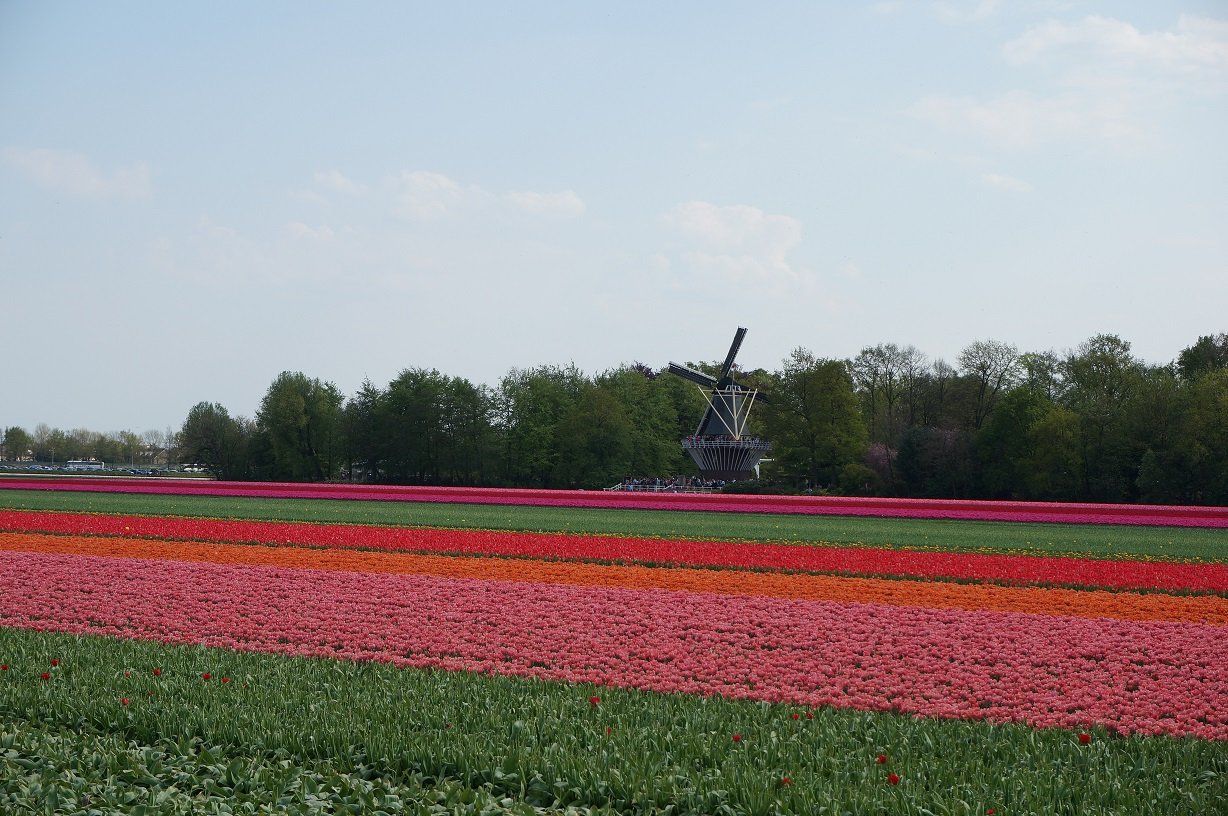 Tulips Route by bike - The Netherlands