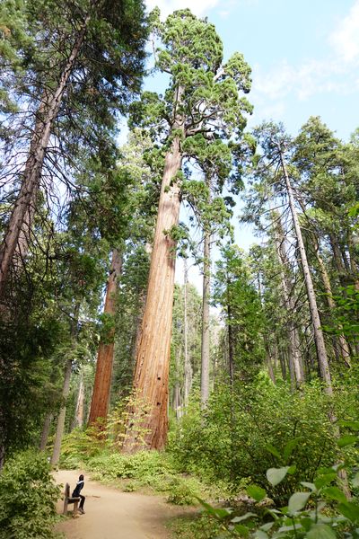 Secuoya Gigante | Lo mejor de la Costa Oeste