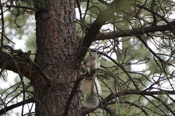 Ardilla en Grand Canyon | Lo mejor de la Costa Oeste