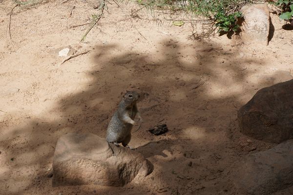 Ardilla en Zion | Lo mejor de la Costa Oeste