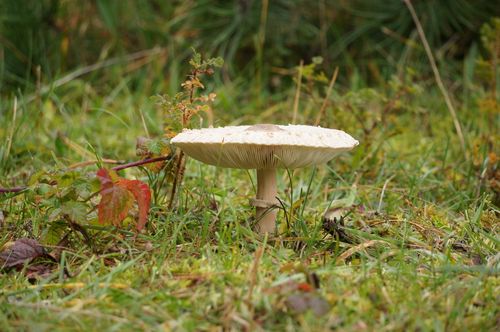 Mushroom - National Park Zuid-Kennemerland