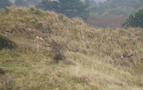Deers | Senderismo por el National Park Zuid-Kennemerland