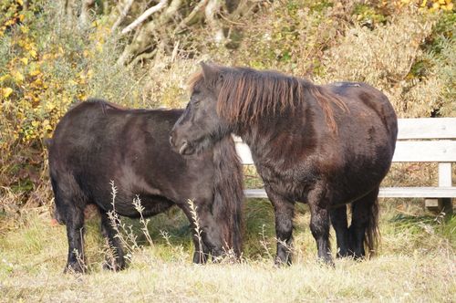 Ponies - Hiking por el National Park Zuid-Kennemerland