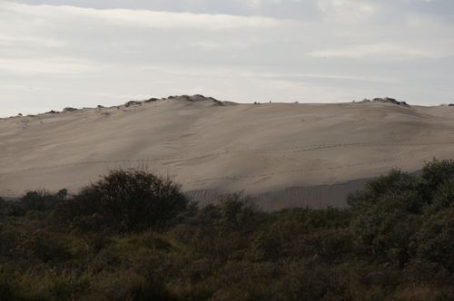 Dunes - Hiking por el National Park Zuid-Kennemerland