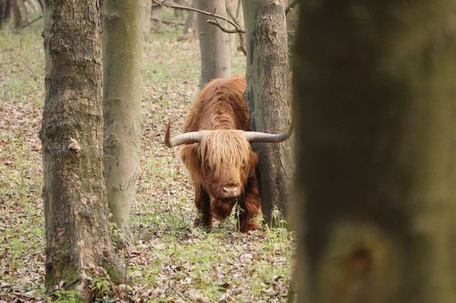 Hairy cow -National Park Zuid-Kennemerland