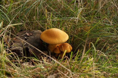 Mushrooms -National Park Zuid-Kennemerland