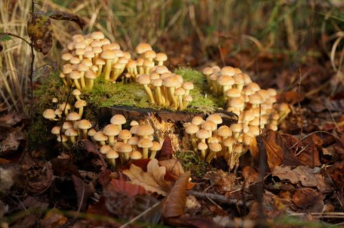 Mushrooms | Senderismo por el National Park Zuid-Kennemerland