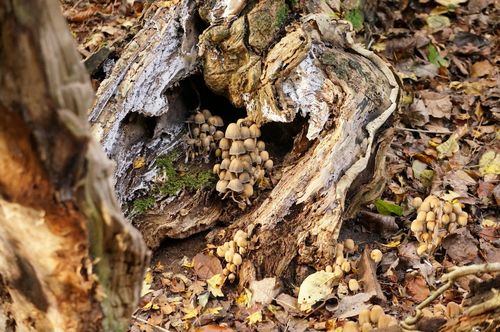 Mushrooms