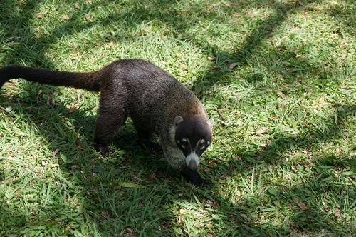 Coatí - Costa Rica