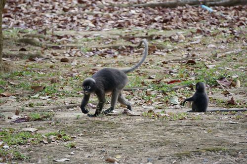 Monos en Ko Wua Talap - Tailandia