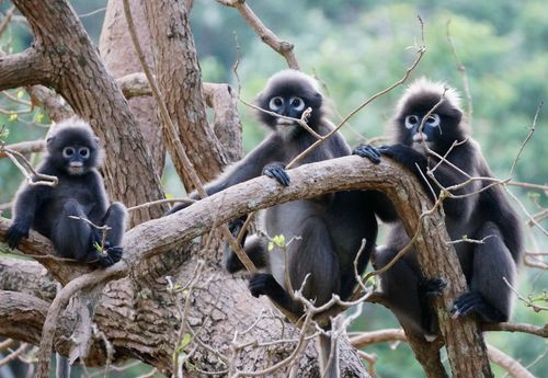Monos en Ko Wua Talap - Tailandia