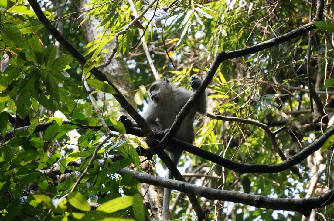 Parque Nacional de Khao Sok | Adéntrate en la selva