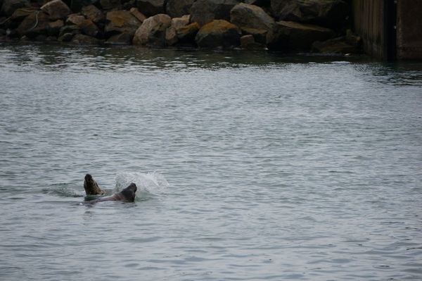 Focas en Howth | Excursiones desde Dublín