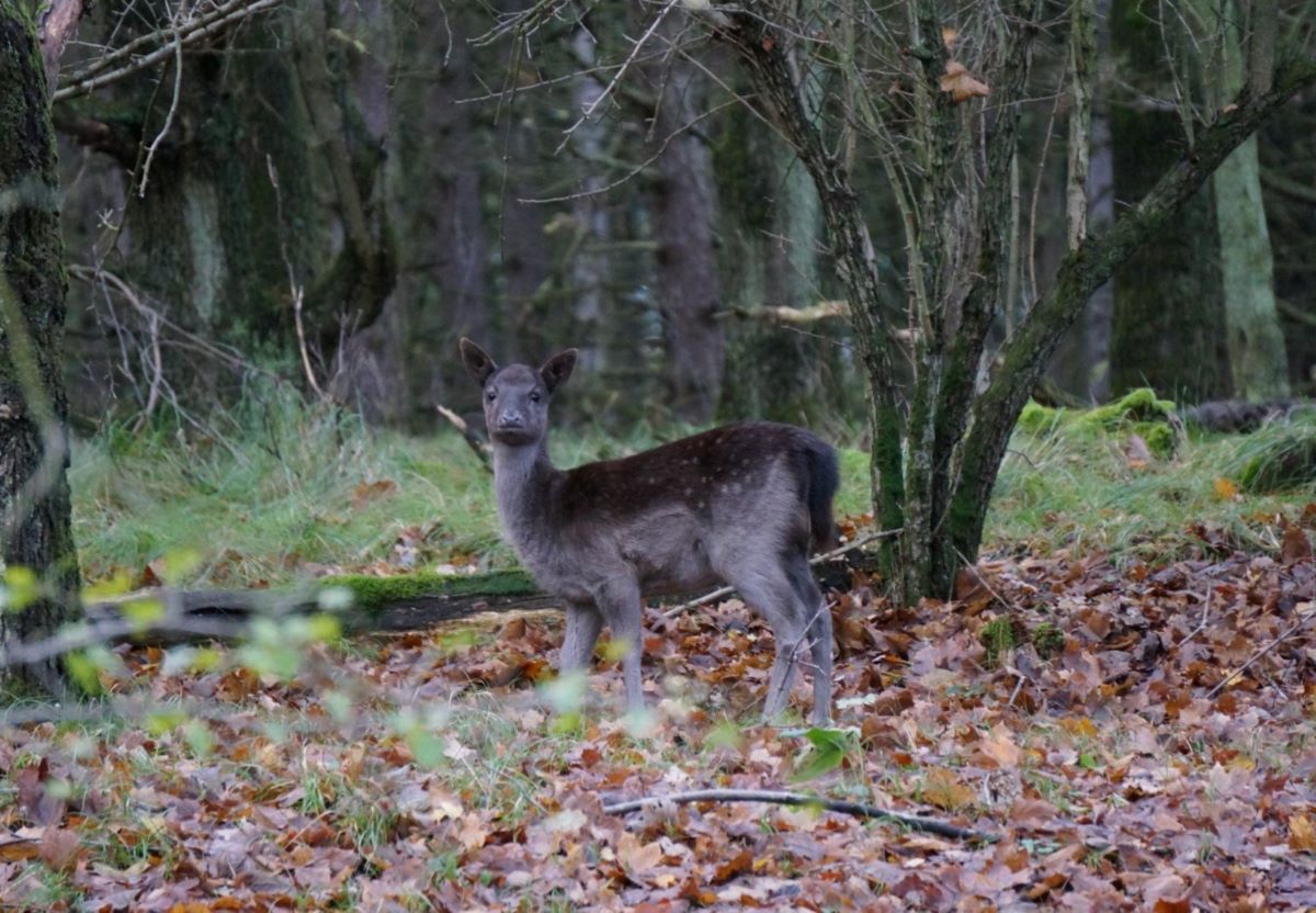 So many deers! - Amsterdamse Waterleidingduinen