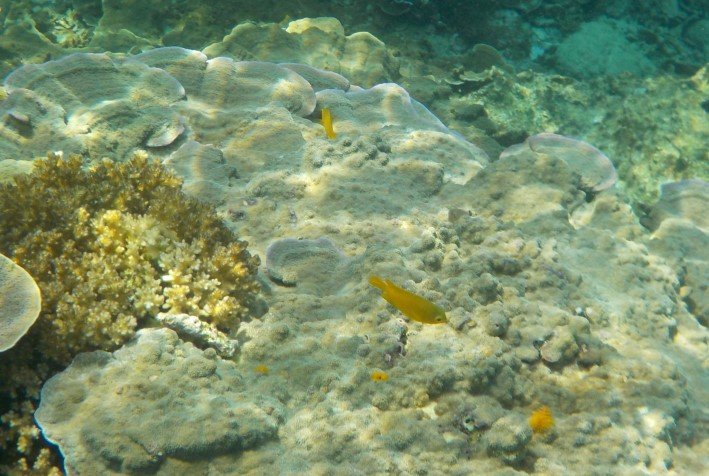 Bajo el mar de Koh Tao | Snorkel en Koh Tao - Tailandia
